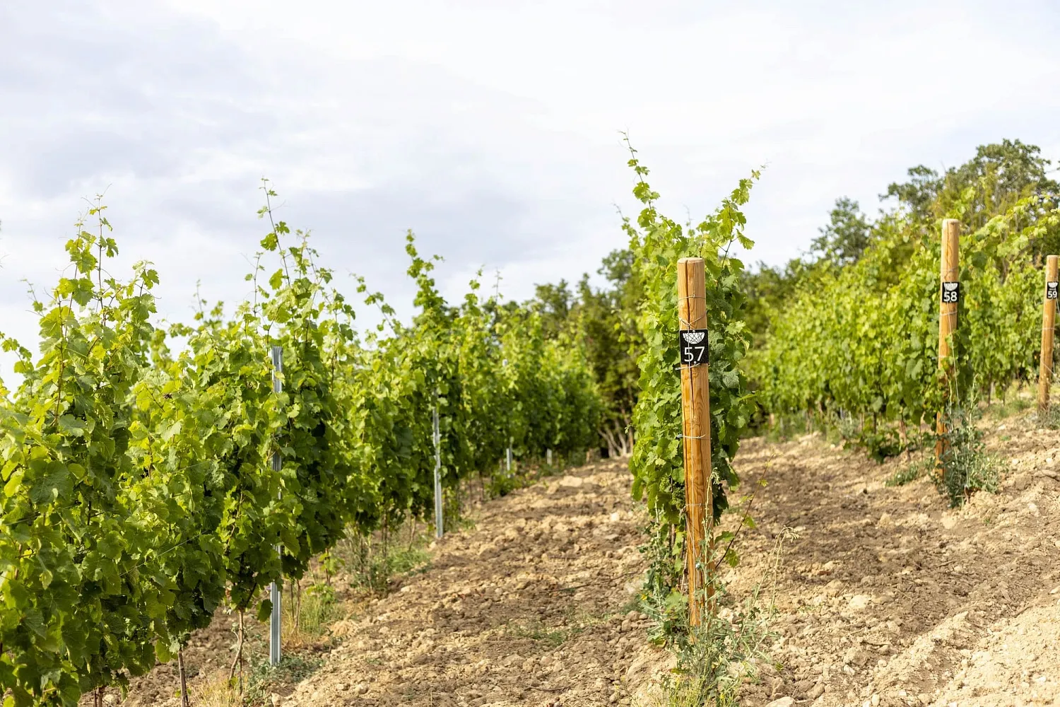 Усадьба «Родное гнездо»