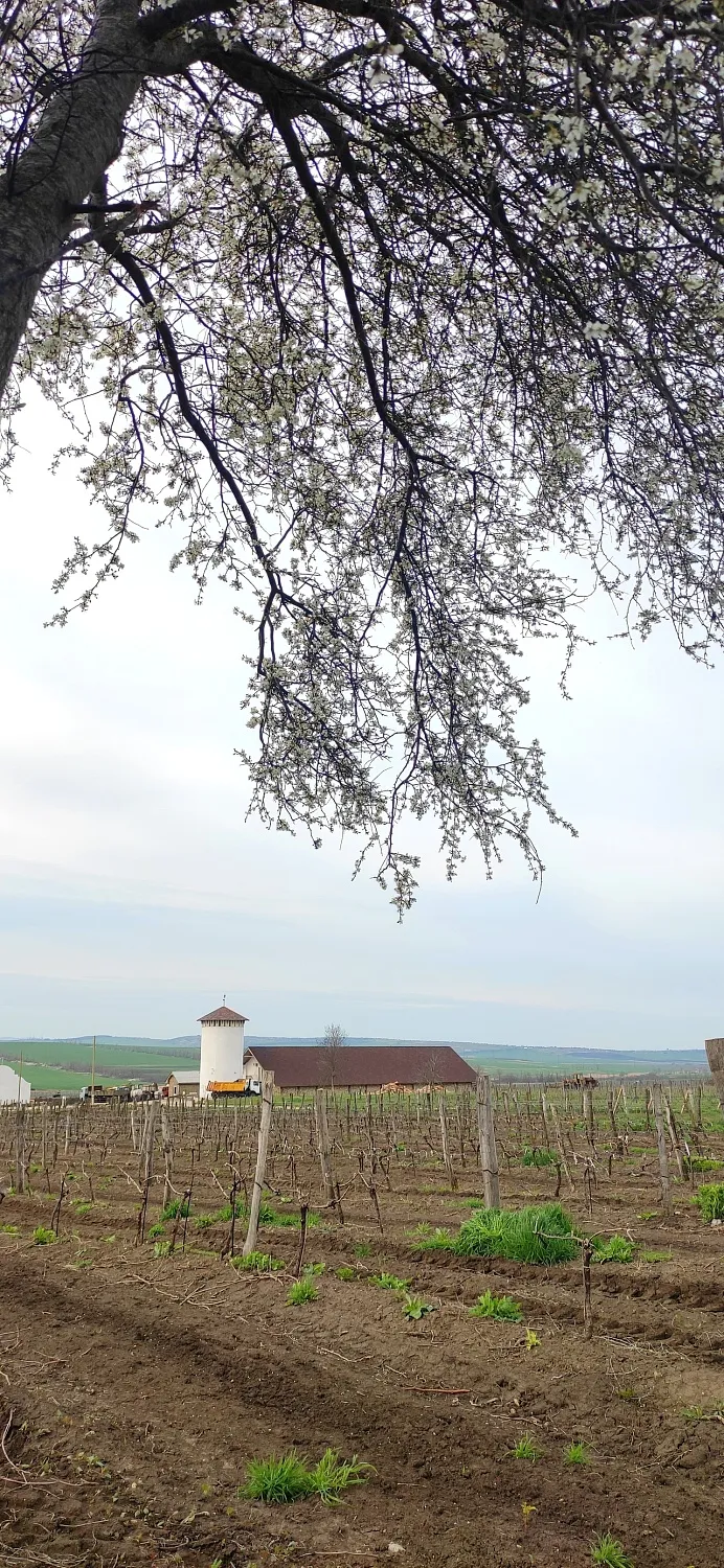 Винодельня Романов