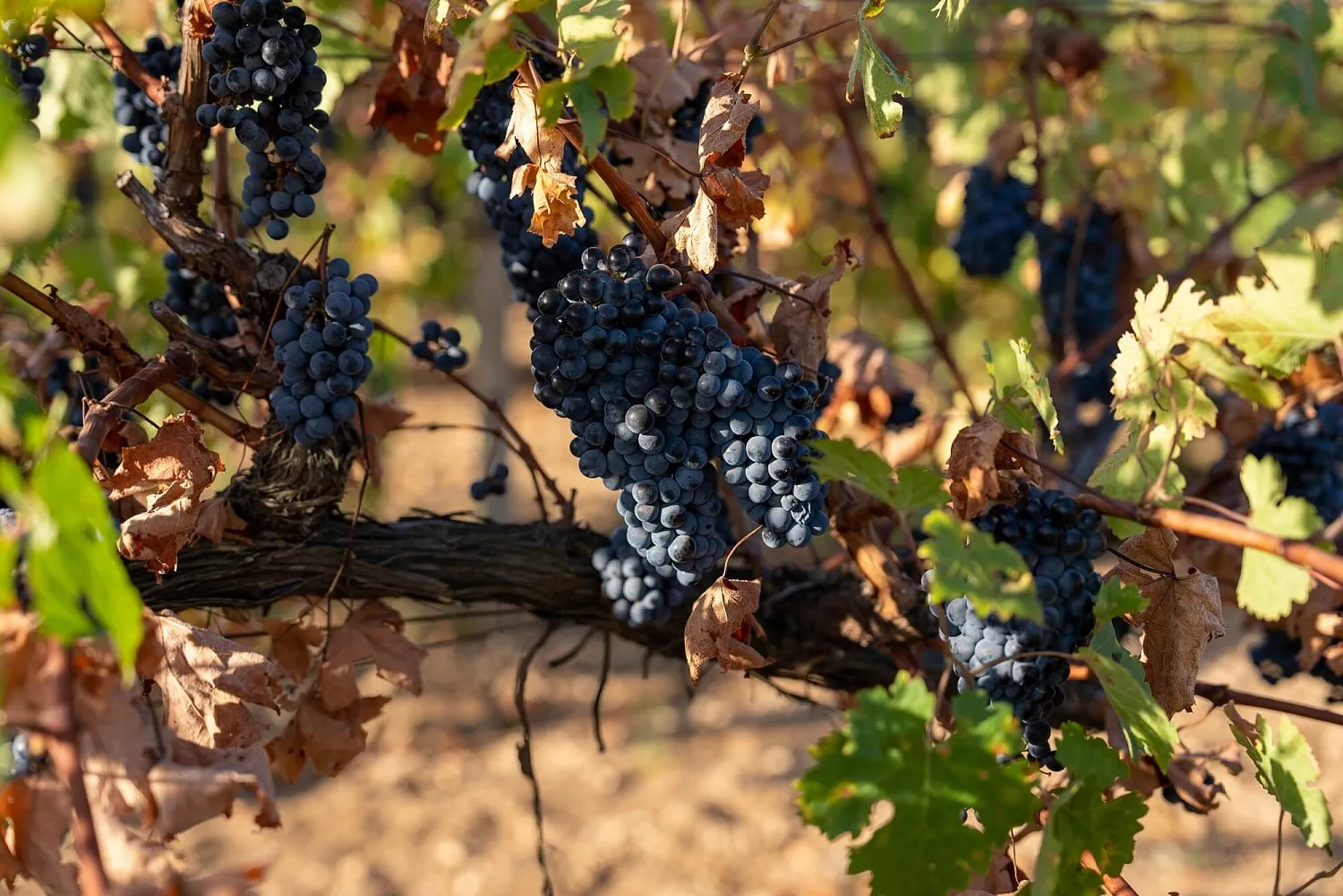 Вилла Уркуста