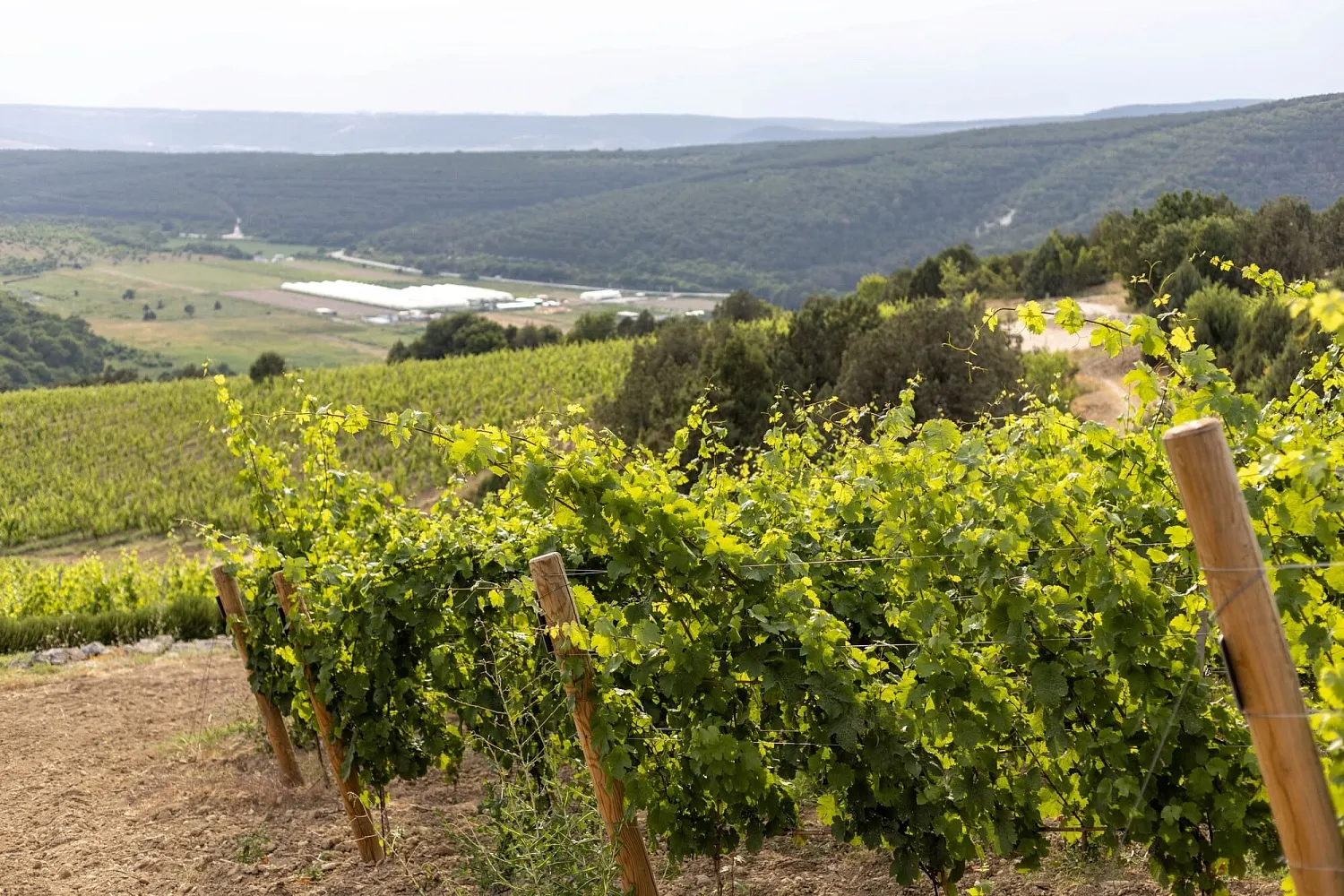 Усадьба «Родное гнездо»