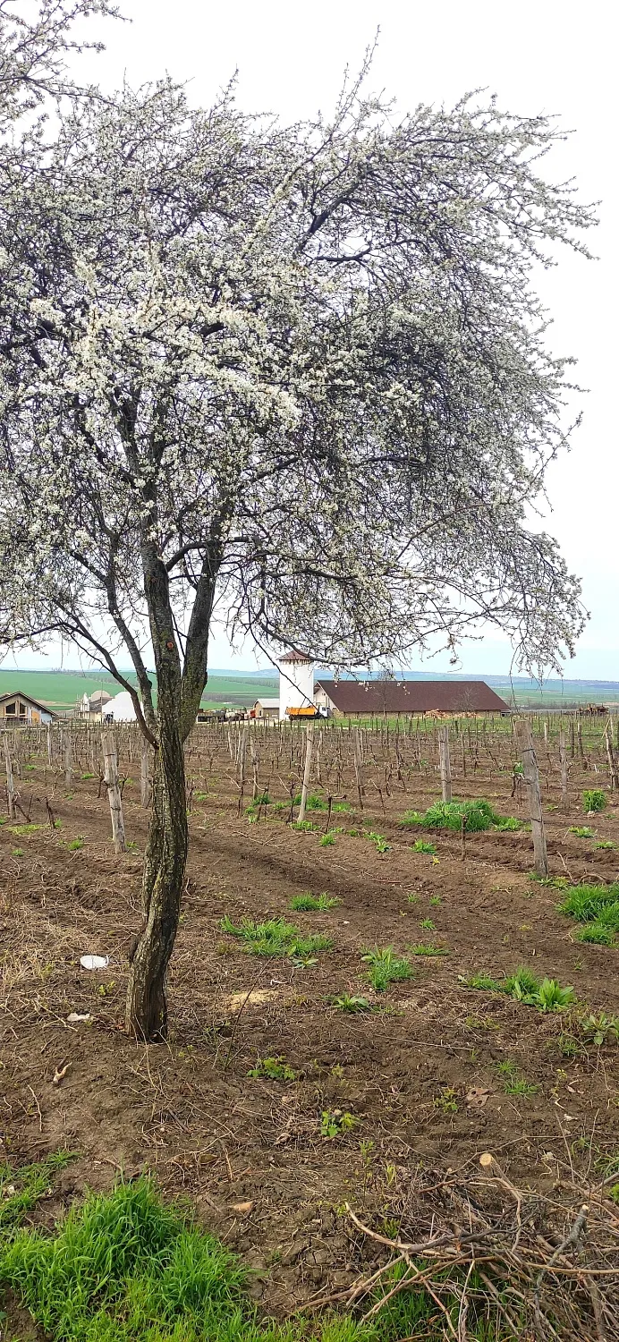 Винодельня Романов