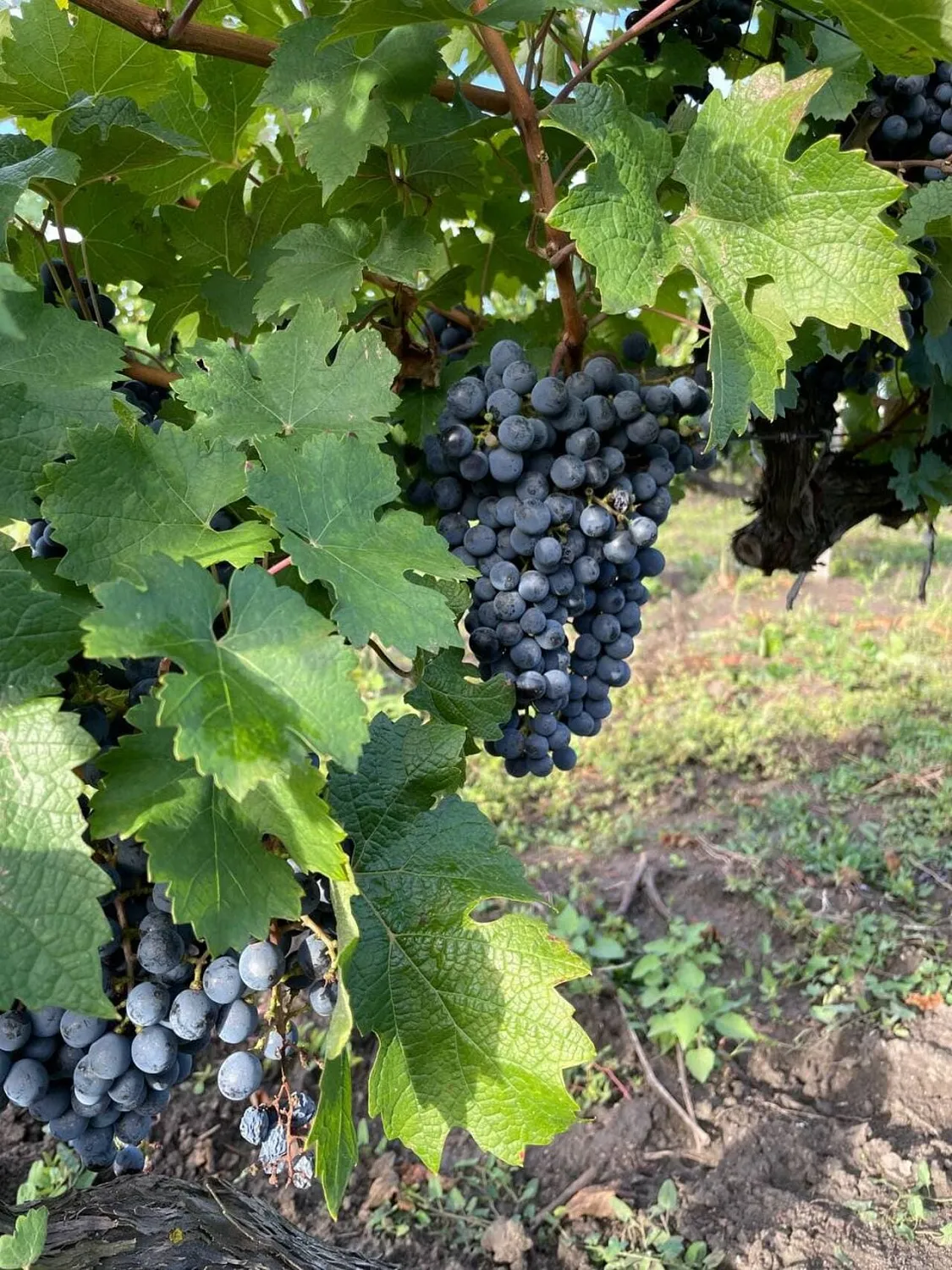 Винзавод «Долина»