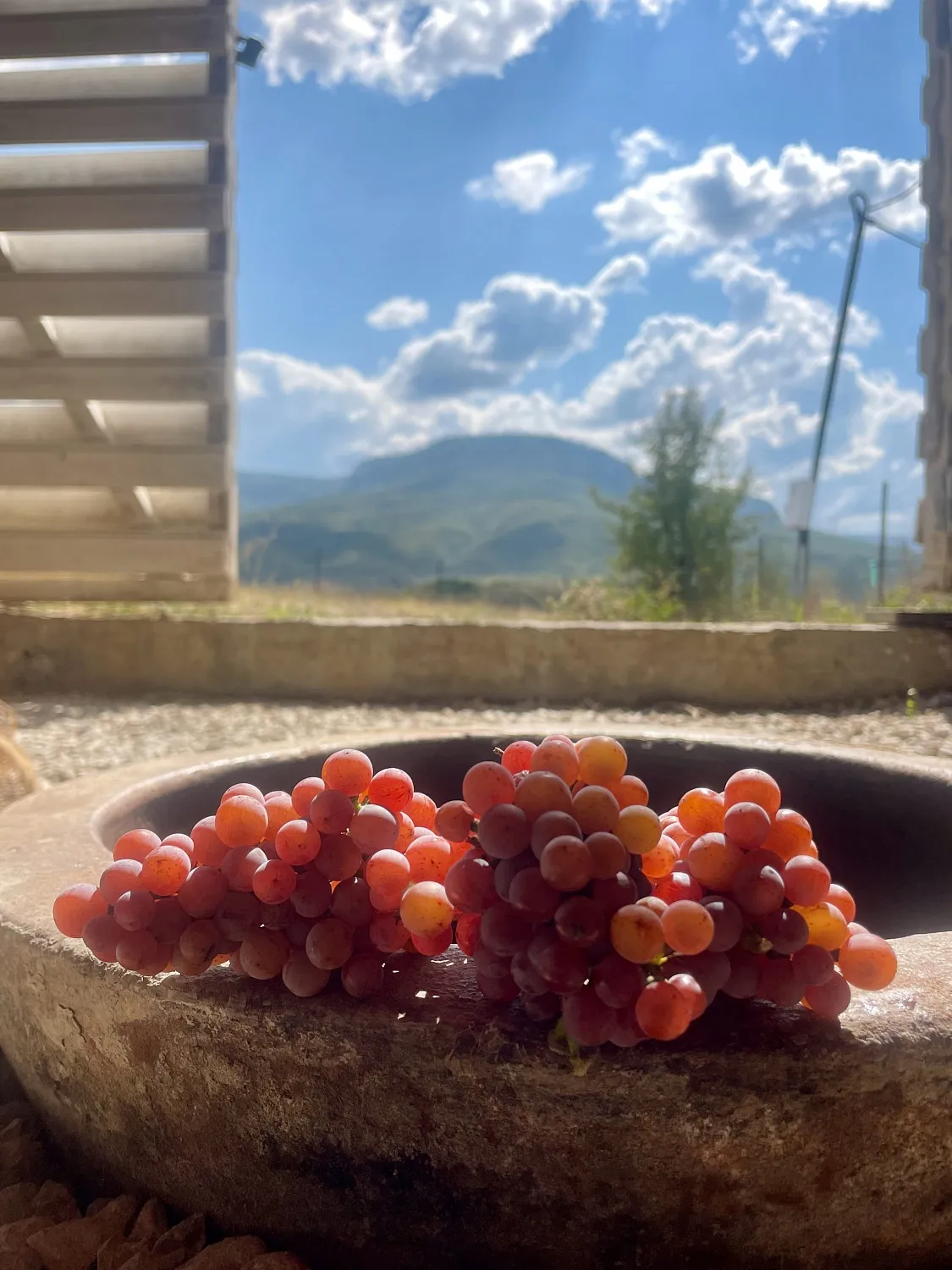 Oxana Istratova Wine